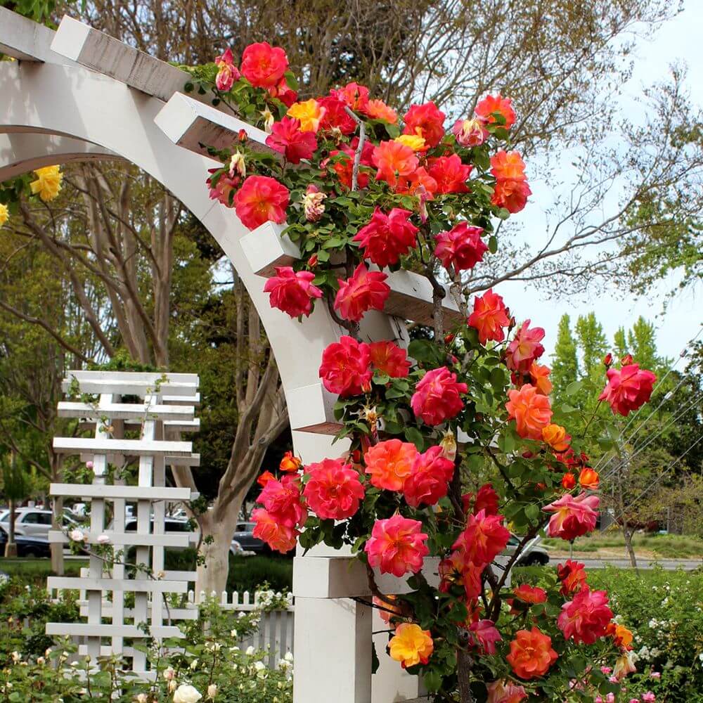 Vining Roses Best 15 Climbing Rose Flowers On Trellis Ideas - ZuneTalk Green