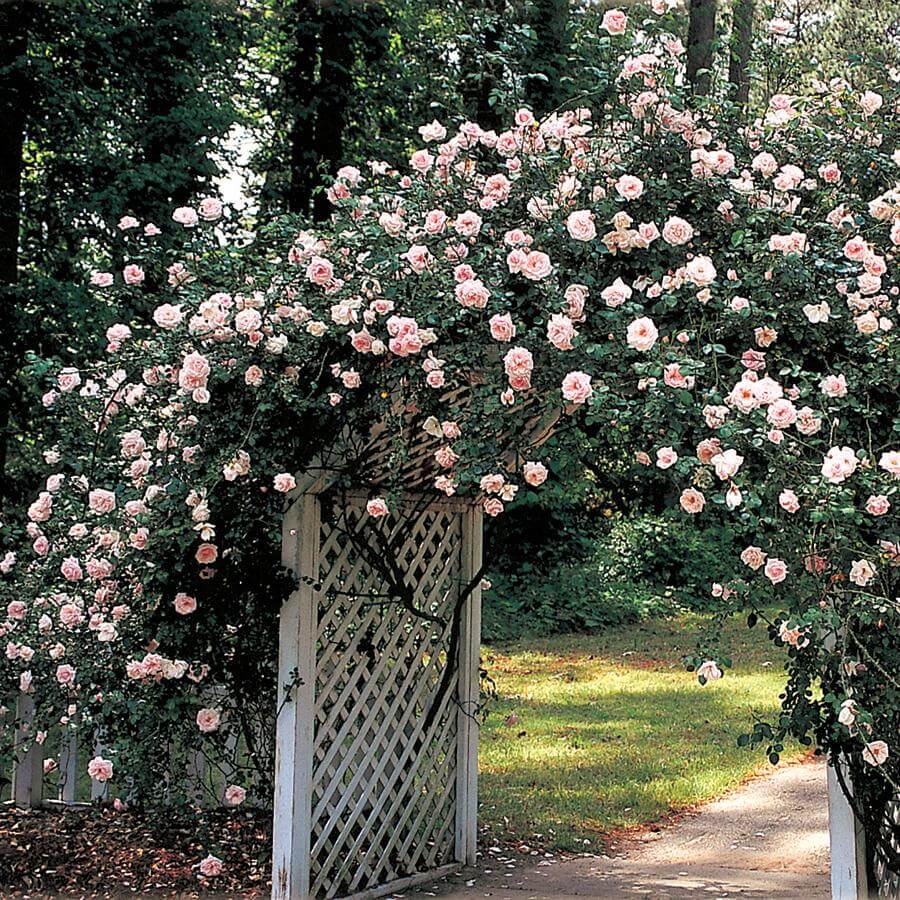 Large Climbing Roses Best 15 Climbing Rose Flowers On Trellis Ideas - ZuneTalk Green