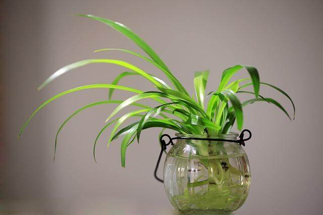 20 Gorgeous Houseplants That Grow In Water - 127