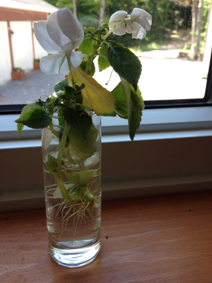 20 Gorgeous Houseplants That Grow In Water - 129