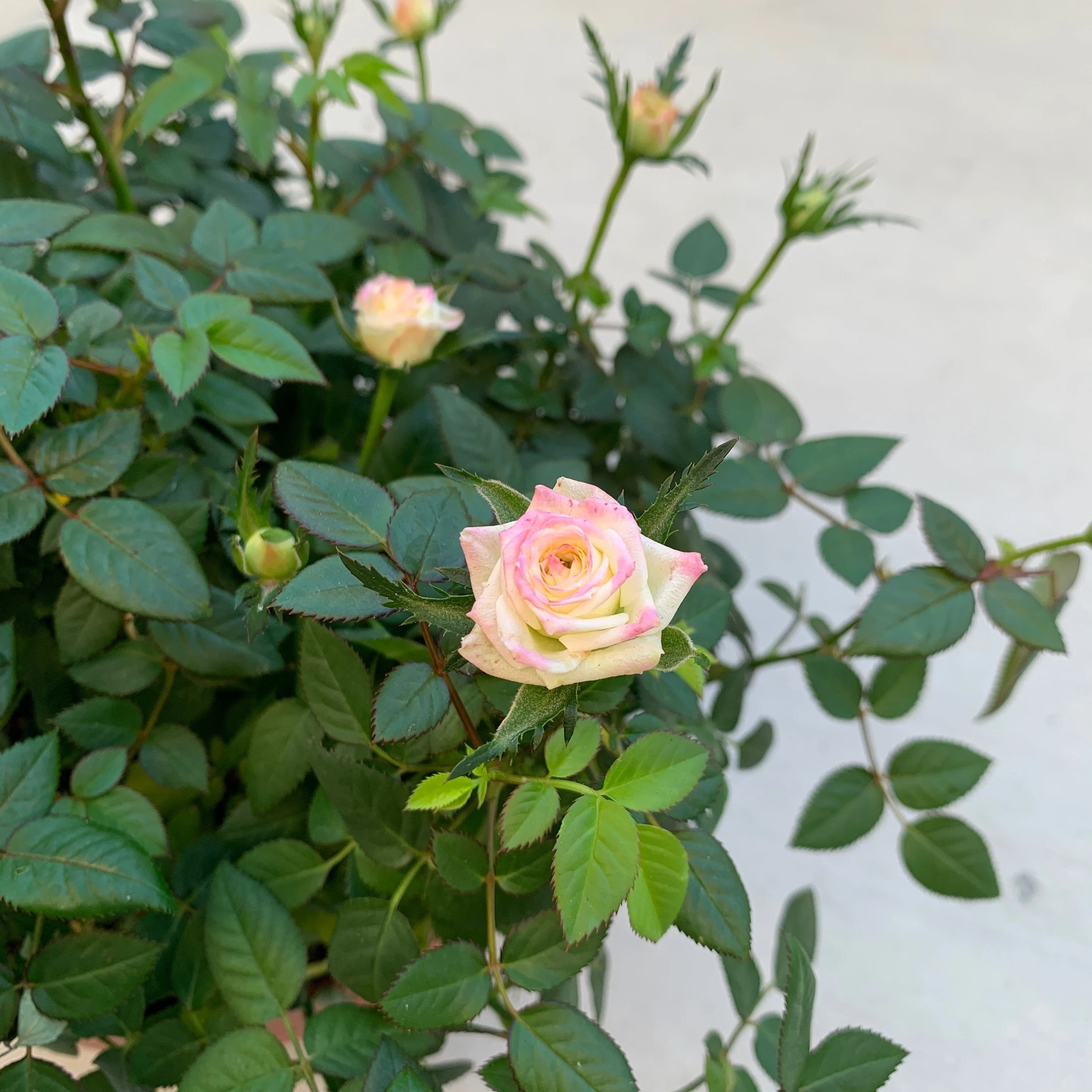 15 Popular Roses Varieties for Every Garden - ZuneTalk Green