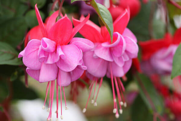 A Step-By-Step Guide On Growing Beautiful Fuchsia - 73