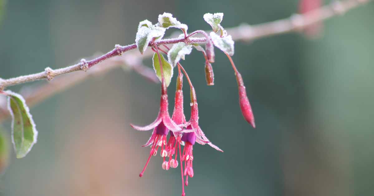 A Step-By-Step Guide On Growing Beautiful Fuchsia - 77