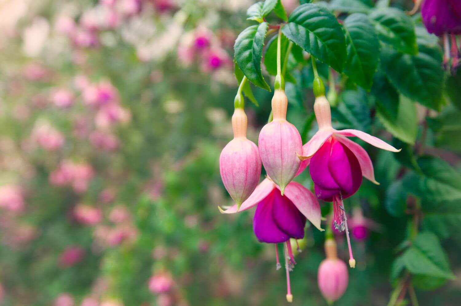 A Step-By-Step Guide On Growing Beautiful Fuchsia - 75