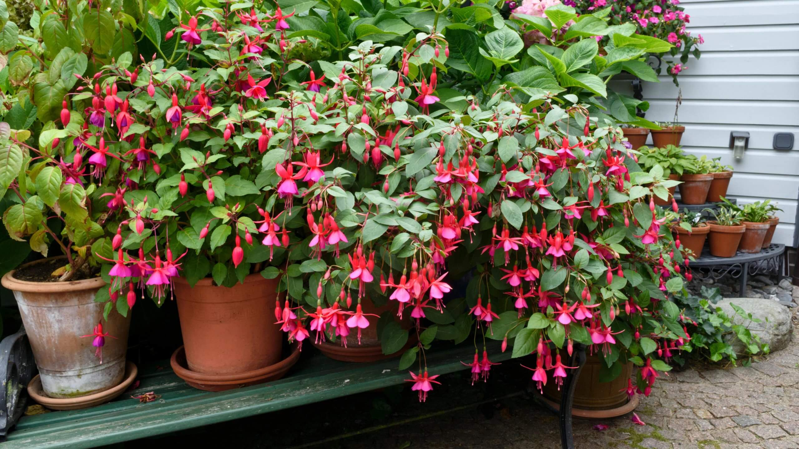 A Step-By-Step Guide On Growing Beautiful Fuchsia - 85