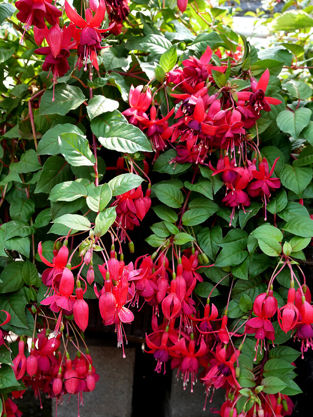 A Step-By-Step Guide On Growing Beautiful Fuchsia - 81