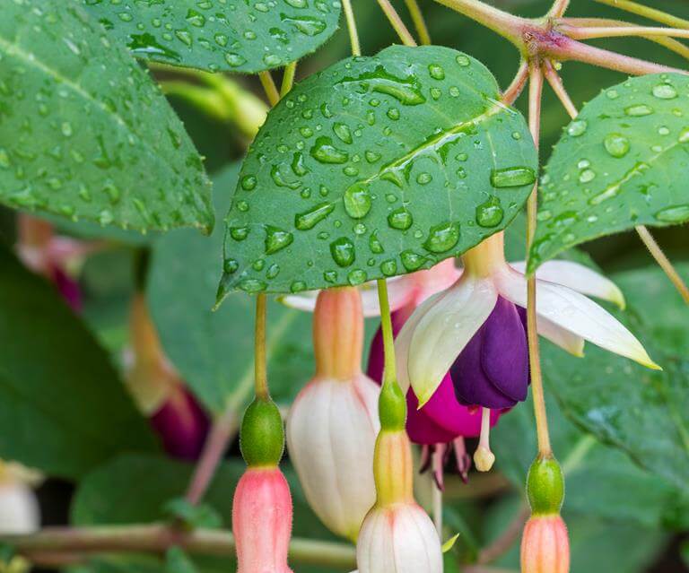 A Step-By-Step Guide On Growing Beautiful Fuchsia - 91