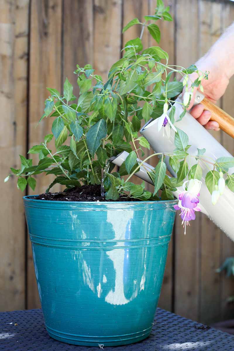 A Step-By-Step Guide On Growing Beautiful Fuchsia - 87