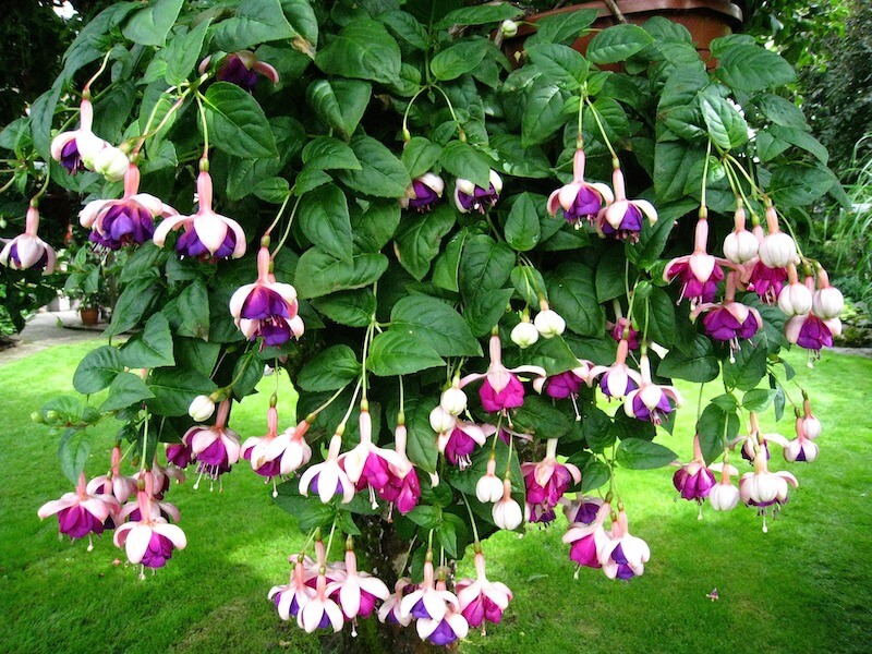 A Step-By-Step Guide On Growing Beautiful Fuchsia - 89