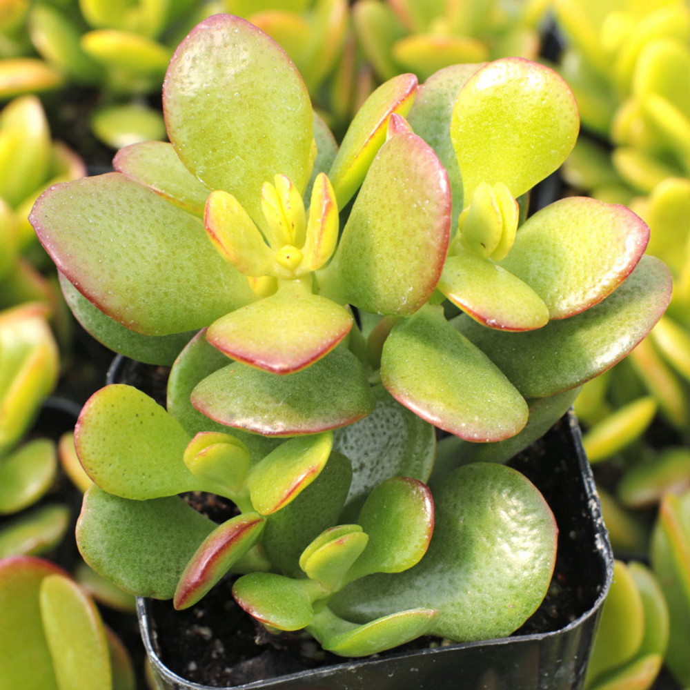 16 Houseplants With Unique Round Foliage - ZuneTalk Green
