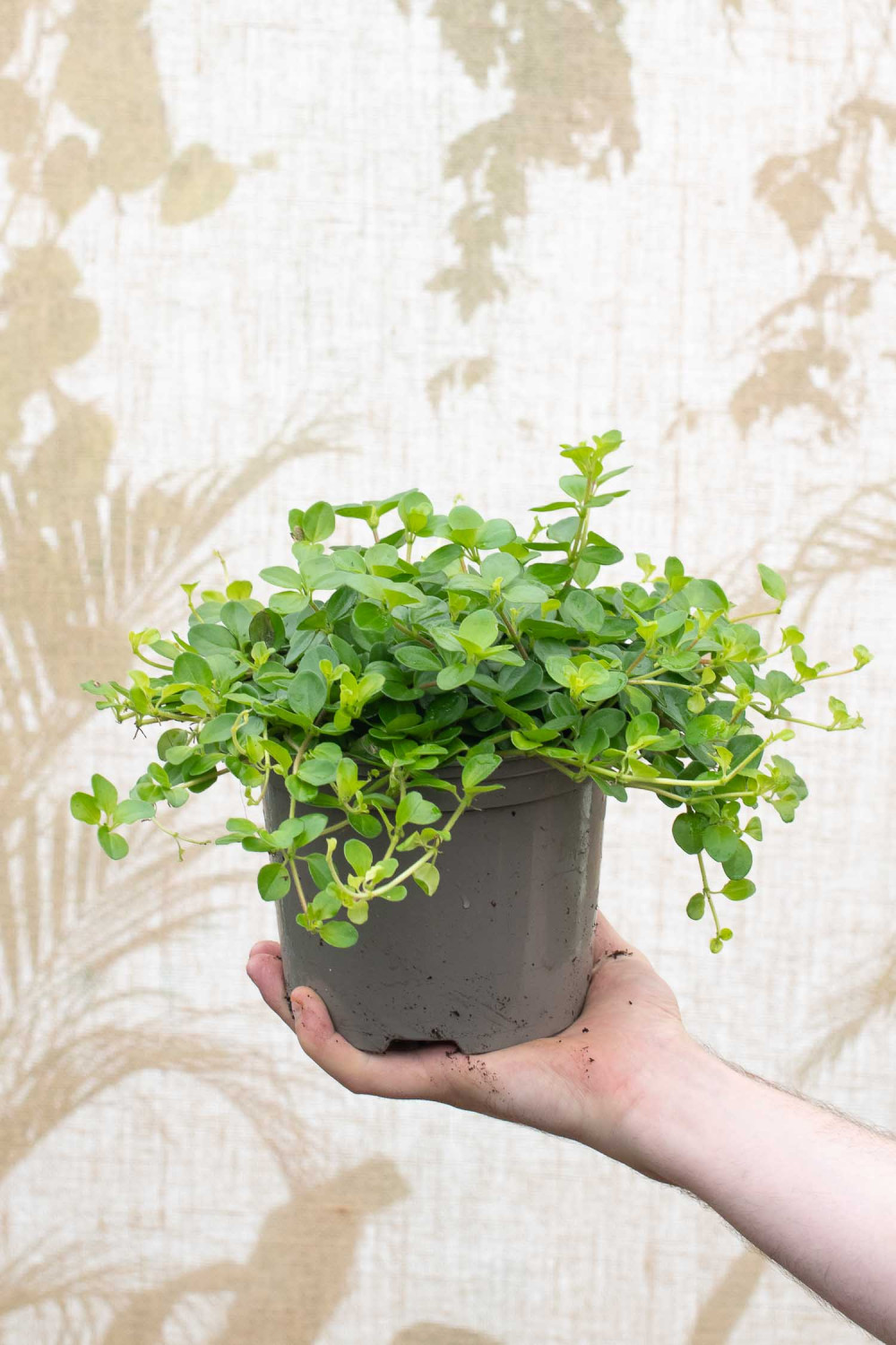 16 Houseplants With Unique Round Foliage - ZuneTalk Green