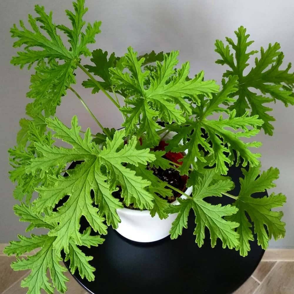 5 Simple Secrets To Keep Geraniums Flowering From Spring To Fall ...