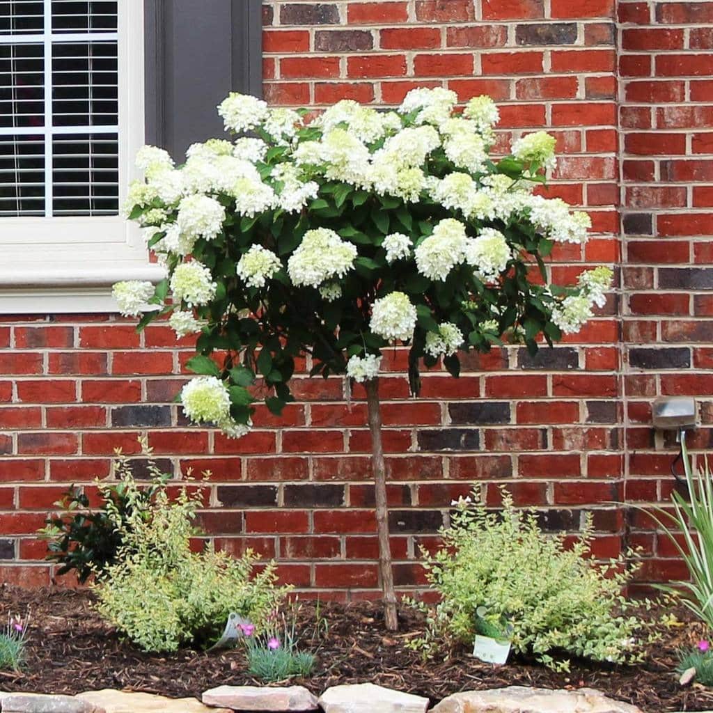 Hydrant Tree How To Grow Hydrangeas Tree And Make Them Bloom More - ZuneTalk Green