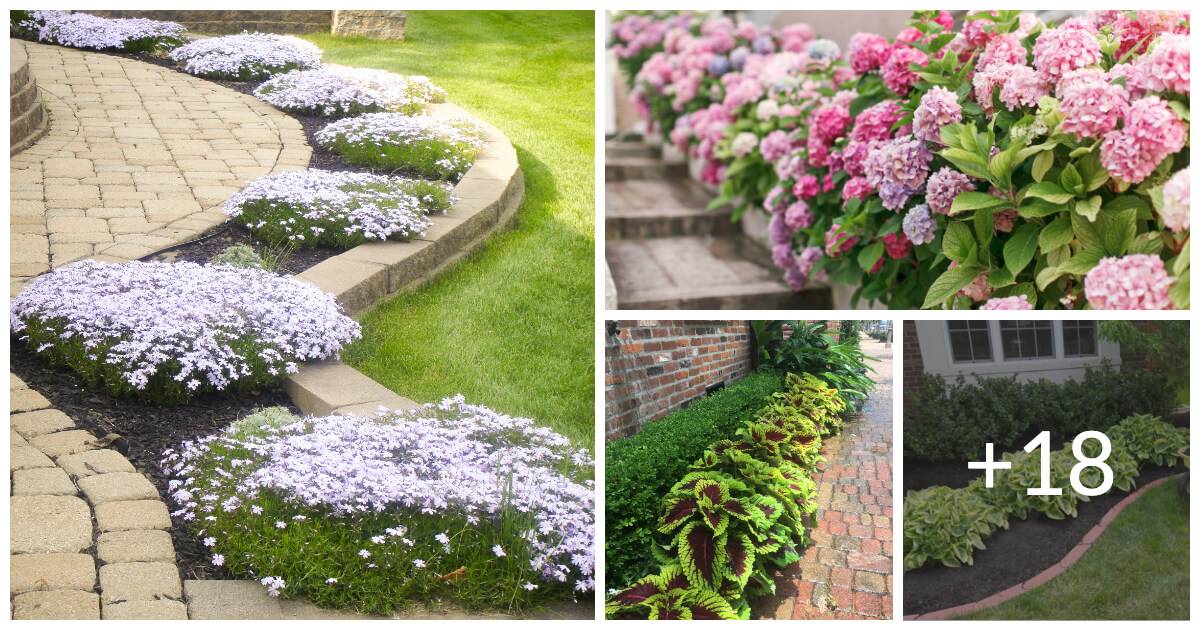 22 Beautiful Plants For A Walkway - ZuneTalk Green