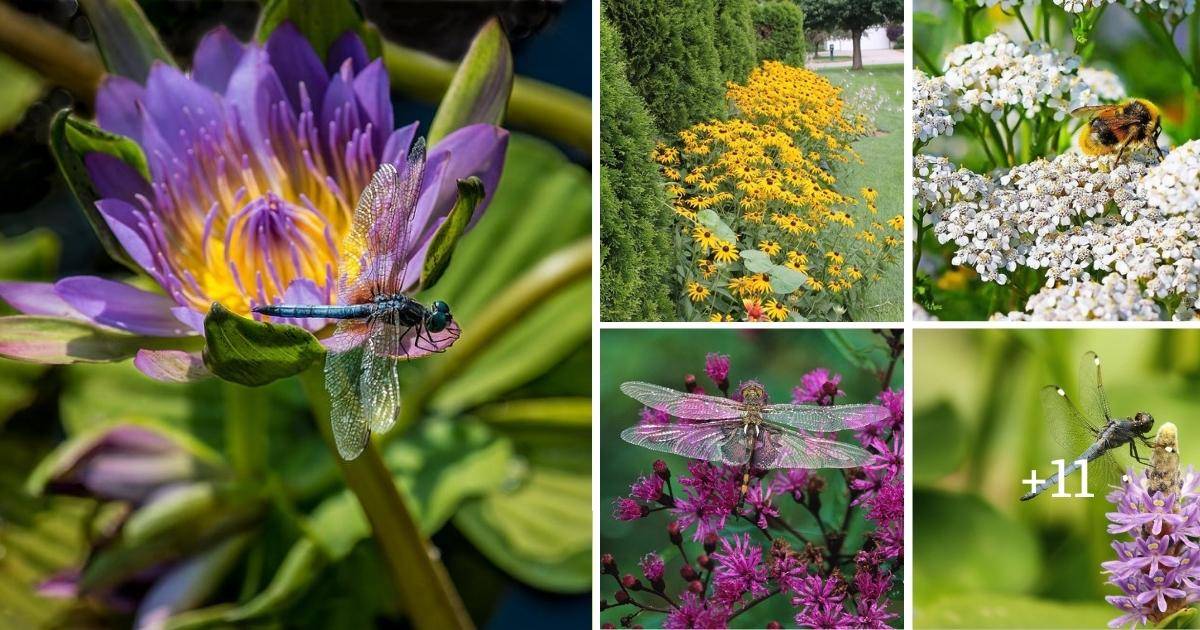Here Are 15 Plants That Act As A Magnet To Dragonflies - ZuneTalk Green