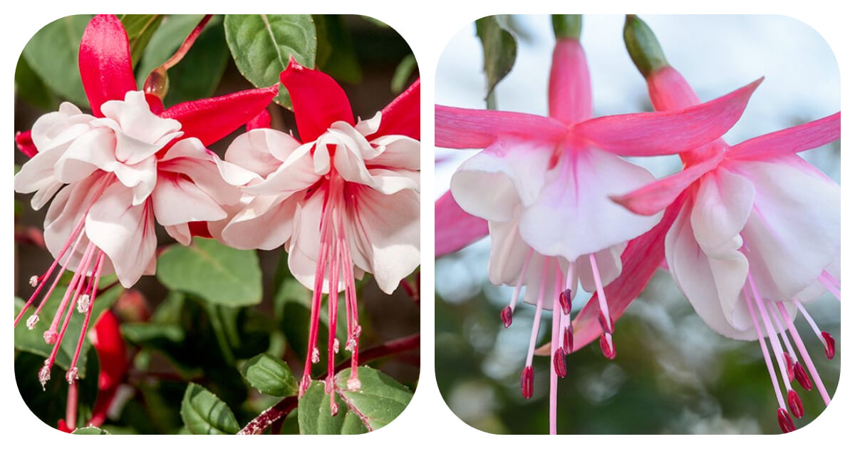 A Step-By-Step Guide On Growing Beautiful Fuchsia - 80 A Step-By-Step Guide On Growing Beautiful Fuchsia - 79