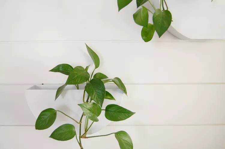 15 Striking Types Of Pothos Plants To Amp Up Your Collection - ZuneTalk ...